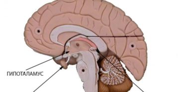 Pituitary gland (Гипофиз)