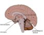 Pituitary gland (Гипофиз)