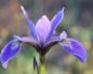 Iris versicolor (Ирис пестрый)