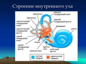 Клиническая анатомия внутреннего уха