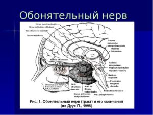 Невропатия обонятельного нерва