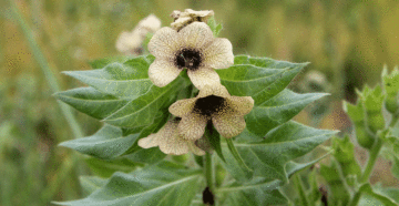 Hyoscyamusniger (Белена черная)