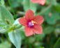 Anagallis Анагаллис (курослеп)