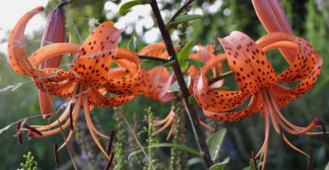 Lilium tigrinum (Лилия полосатая)