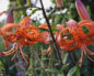 Lilium tigrinum (Лилия полосатая)