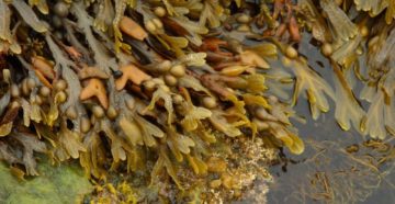 Fucus vesiculosus Фукус (морская водоросль, богатая йодом)