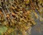 Fucus vesiculosus Фукус (морская водоросль, богатая йодом)