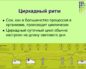 Сон и нарушение циркадианного ритма