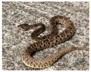 Bothrops lanciolatus - lachesis lanciolatus (Желтая гадюка)