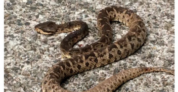 Bothrops lanciolatus - lachesis lanciolatus (Желтая гадюка)