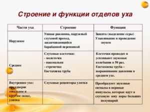 Функции  наружного, среднего, внутреннего уха