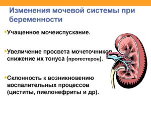 Беременность: Мочевыделительная система