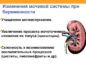 Беременность: Мочевыделительная система
