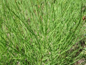 Equisetum (Хвощ зимующий)