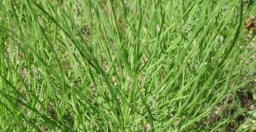 Equisetum (Хвощ зимующий)