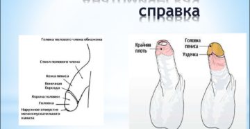 Рвется крайняя плоть.