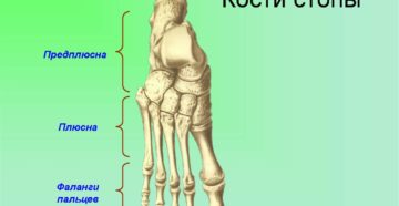 Кости стопы