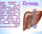 Отказывает желудок или печень,помогите разобраться