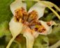 Strophanthus hispidus (Строфант)