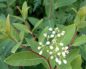 Apocynum cannabinum (Индийская конопля)