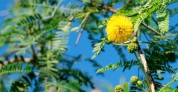 Эфирное масло мимозы (Acacia farnasiana)