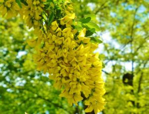 Robinia (Американская желтая акация)