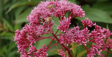 Eupatorium purpureum (Посконник пурпурный)