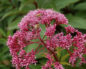Eupatorium purpureum (Посконник пурпурный)