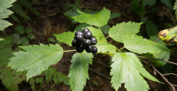 Actaea Spicata (Воронья ягода)