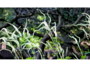 Cimicifuga racemosa (actea racemosa) (Черный змеиный корень) (продолжение...)