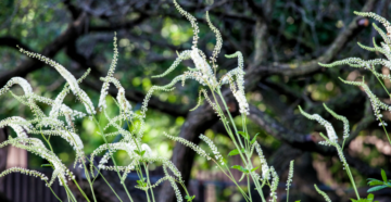 Cimicifuga racemosa (actea racemosa) (Черный змеиный корень) (продолжение...)