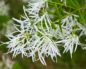 Chionanthus (Хионантус виргинский)