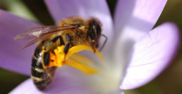 Apis Mellifica (Пчелиный яд)