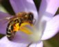 Apis Mellifica (Пчелиный яд)