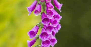 Digitalis (Наперстянка)