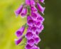Digitalis (Наперстянка)
