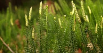 Lycopodium (Ликоподий (споры плауна)