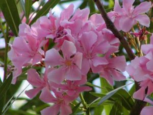 Oleander - nerium odorum (Олеандр)