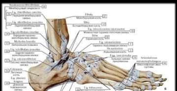 Связки и сухожилия стопы