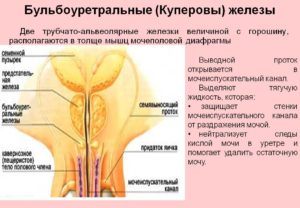 Куперова жидкость не выделяется.