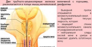 Куперова жидкость не выделяется.