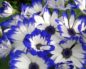 Cineraria (Цинерария)