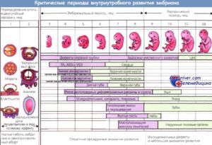 Внутриутробное инфицирование плода по триместрам развития беременности (продолжение...)