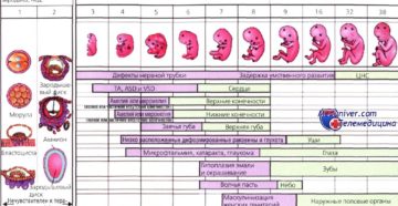 Внутриутробное инфицирование плода по триместрам развития беременности (продолжение...)