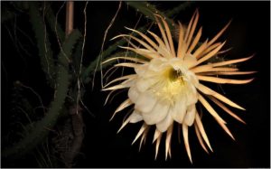 Cactus grandiflorus - selenicereus spinulosus (Цереус крупноцветковый (царица ночи)