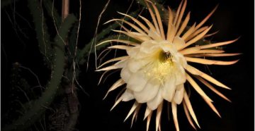 Cactus grandiflorus - selenicereus spinulosus (Цереус крупноцветковый (царица ночи)