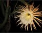 Cactus grandiflorus - selenicereus spinulosus (Цереус крупноцветковый (царица ночи)