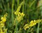 Melilotus (Донник)