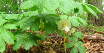 Podophyllum (Ноголистник щитовидный)