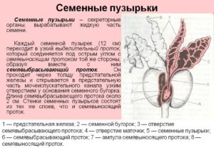 Увеличены семенные пузырьки